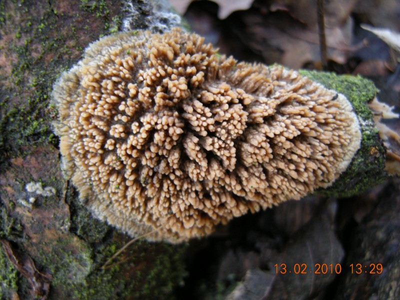 phlebia (Radulomyces molaris)